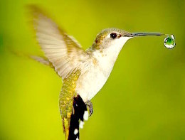 colibri